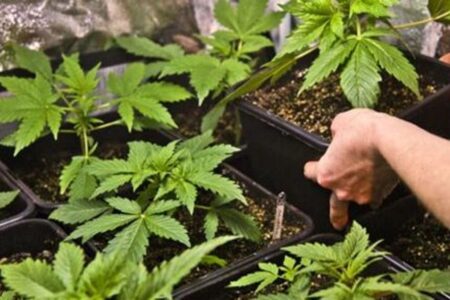 عاجل: الحكومة تصادق رسميا على قانون تقنين “الكيف” بعد أسبوعين من التأجيل