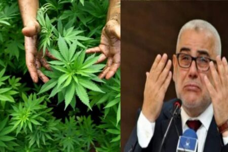 “مشروع قانون تقنين القنب الهندي” هل يفي بن كيران بوعده و يستقيل!!؟