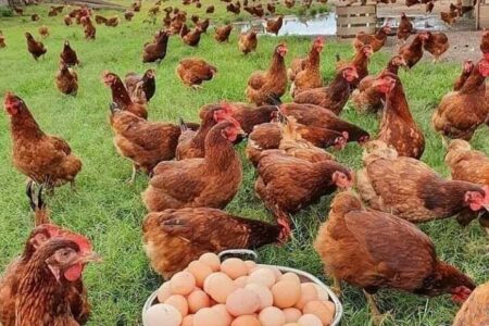 رواج الدجاج البياض لحوم رخيصة تهدد صحه المستهلكين المغاربة