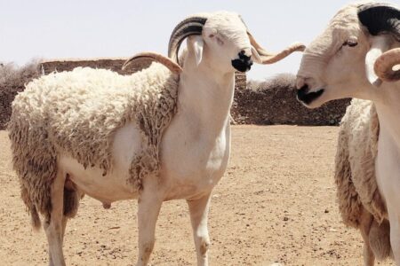 عيد الأضحى مناسبة لتعويض خسائر السنة الماضية للفلاحين الصغار