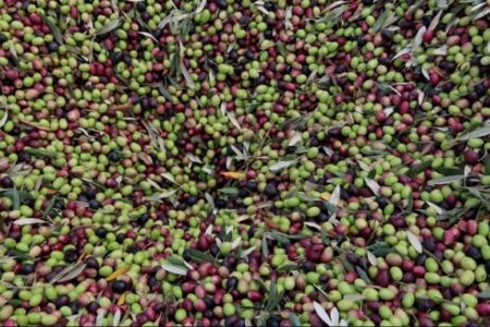 أزمة الجفاف تؤثر على اسعار زيت الزيتون
