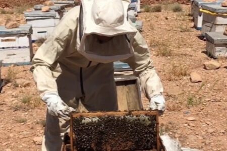 وعود بدعم القطاع تبخرت وتدبير وزير الفلاحة فاشل و”اليعسوب” عمق الأزمة.. معاناة مربي النحل تتفاقم