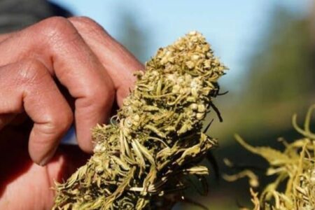 الأمم المتحدة: إنتاج القنب الهندي ارتفع في الدول الساعية إلى تقنينه