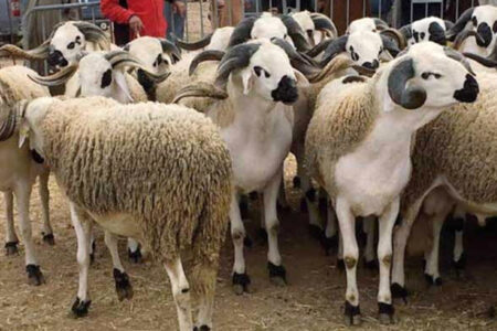 نفوق قطيع من الغنم بإقليم برشيد يثير هلع الفلاحين والمطالبة بتحقيق عاجل